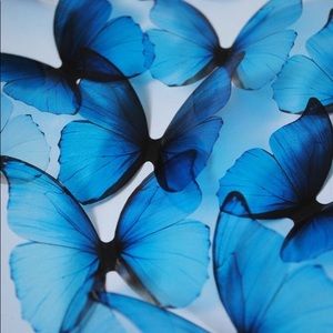 Meet your Posher, Sophie